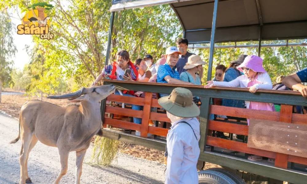 Safari Cafe Phan Thiết: Tổng quan về địa điểm, không gian và phong cách